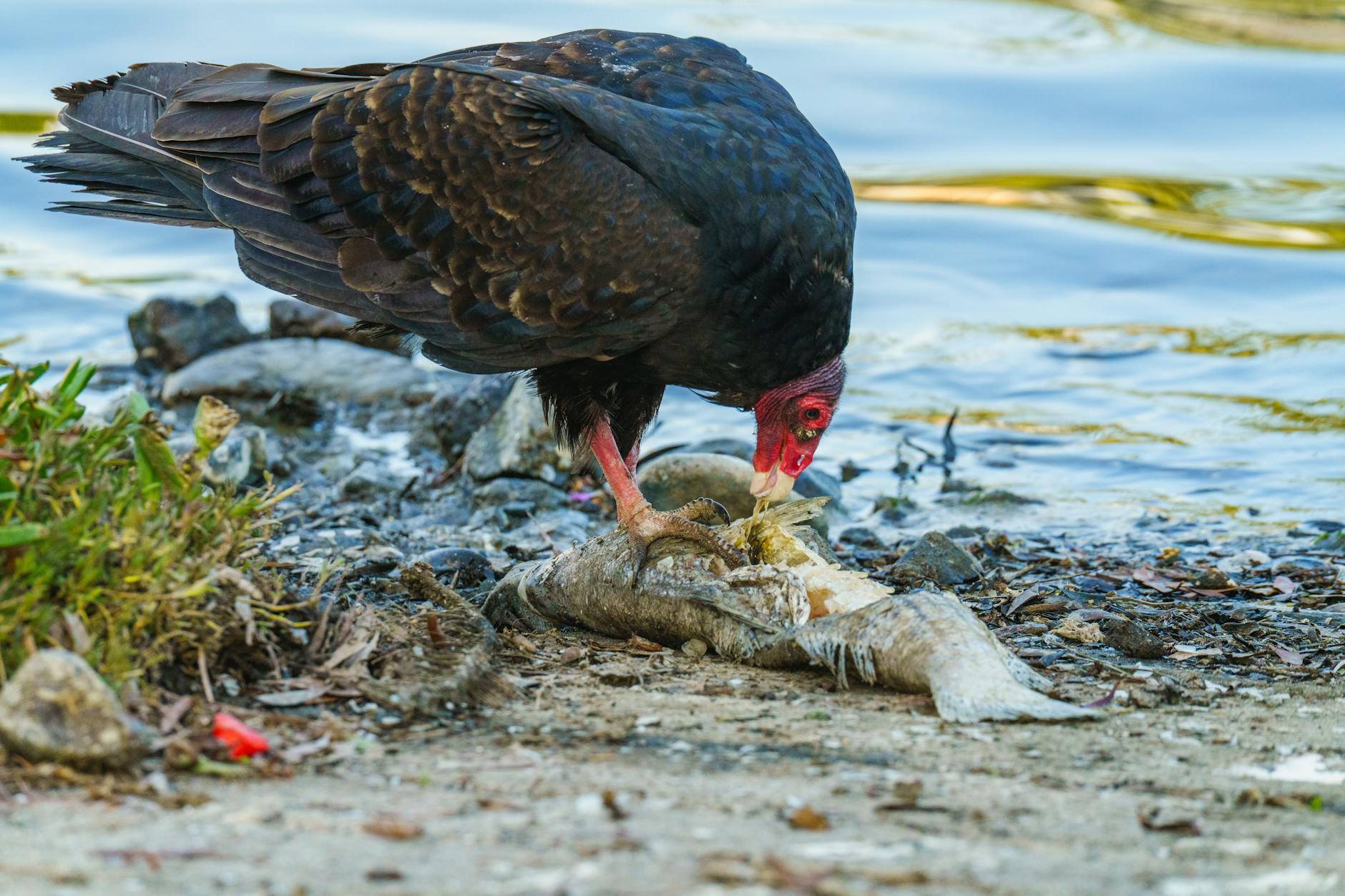 Sępnik amerykański żerujący na rybie przy brzegu jeziora